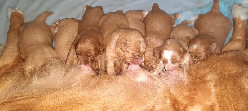 50554755641 pups Neo en Jinx