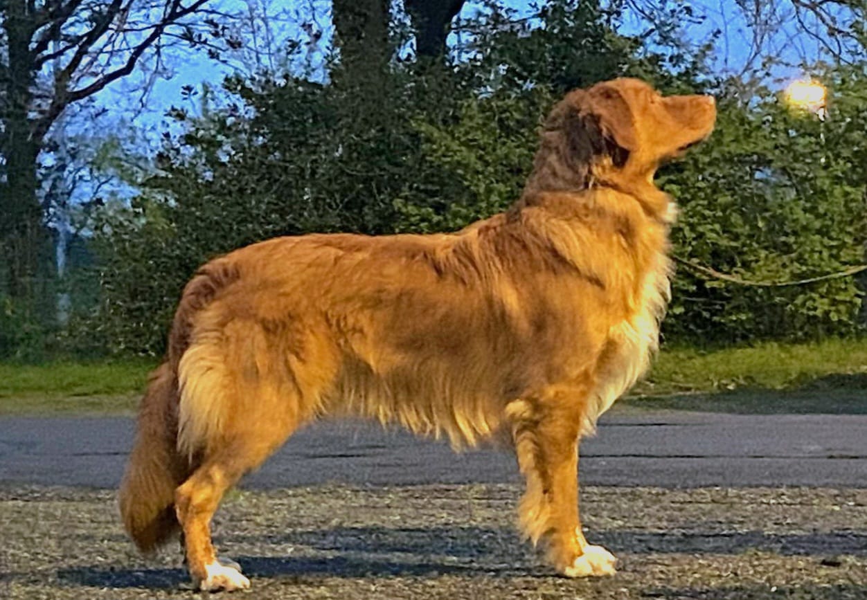 Jirko standfoto