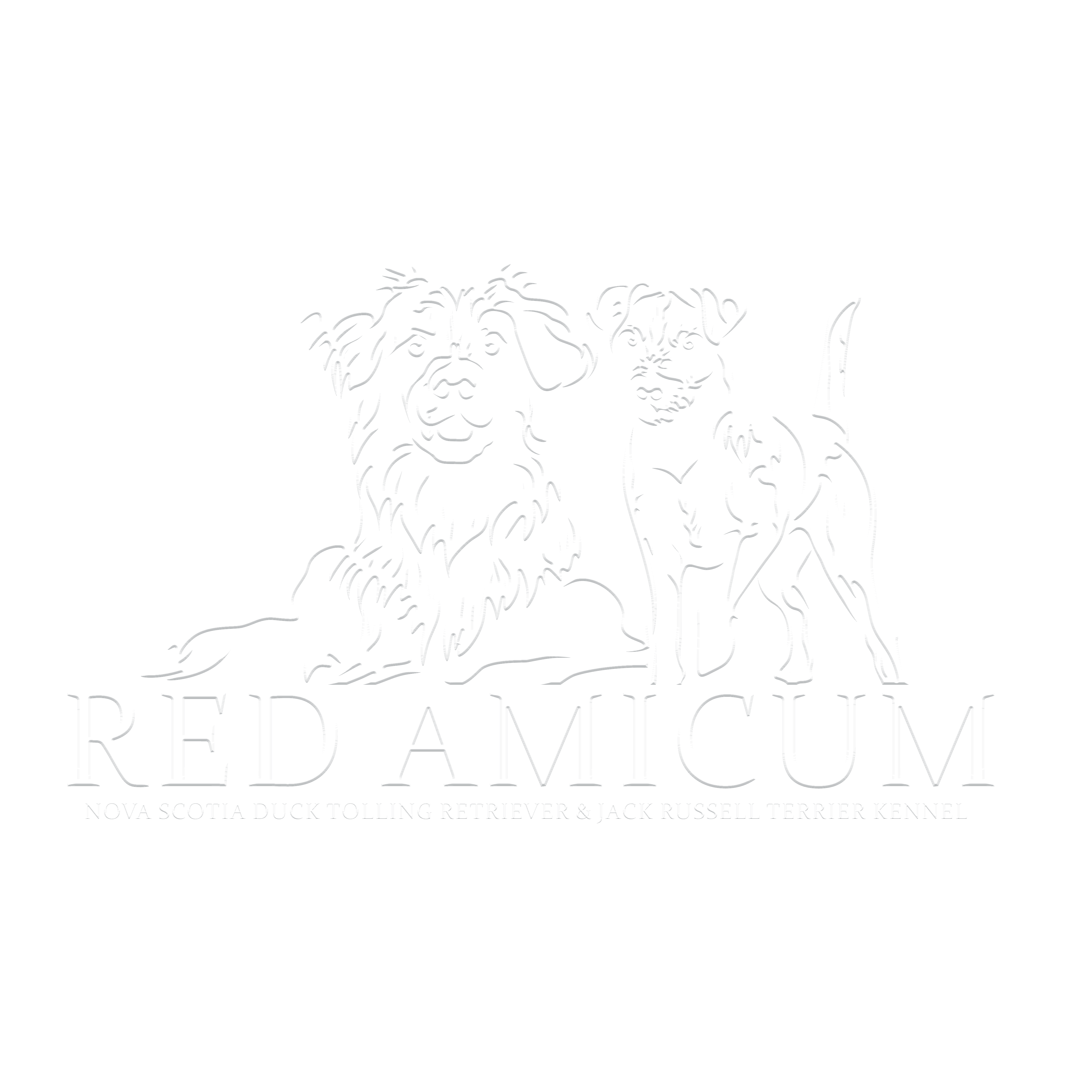 Red Amicum   Nova Scotia Duck Tolling Retriever & Jack Russel