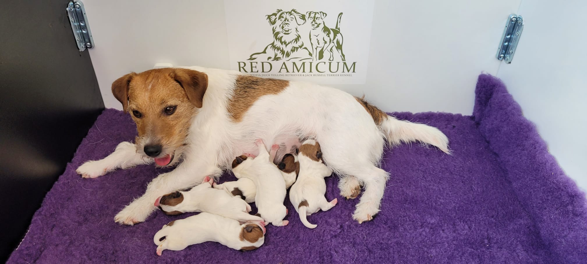 Giggle met pups dag1 2