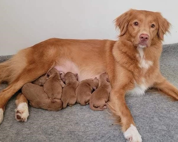 Yentle met pups