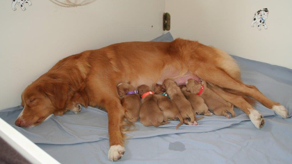 IMG 5725 Jody met pups slapend 2015